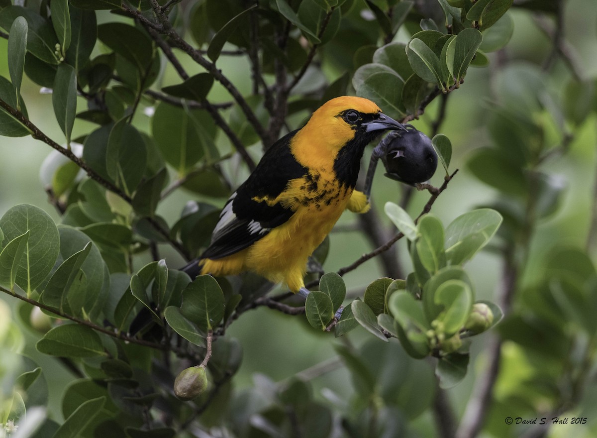 Spot-breasted Oriole - ML21741421