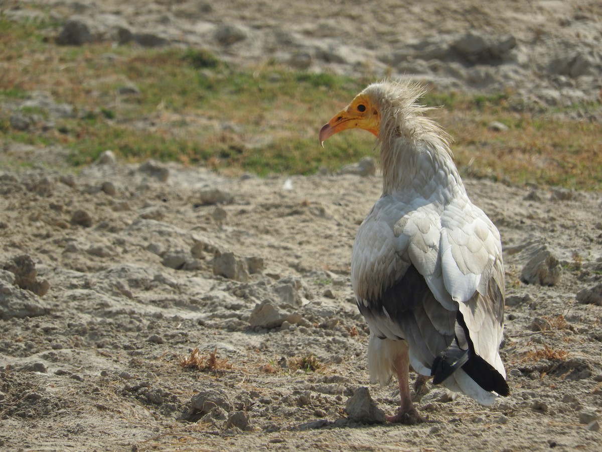 Egyptian Vulture - ML21741561