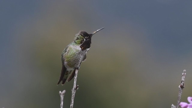 Anna's Hummingbird - ML217416031