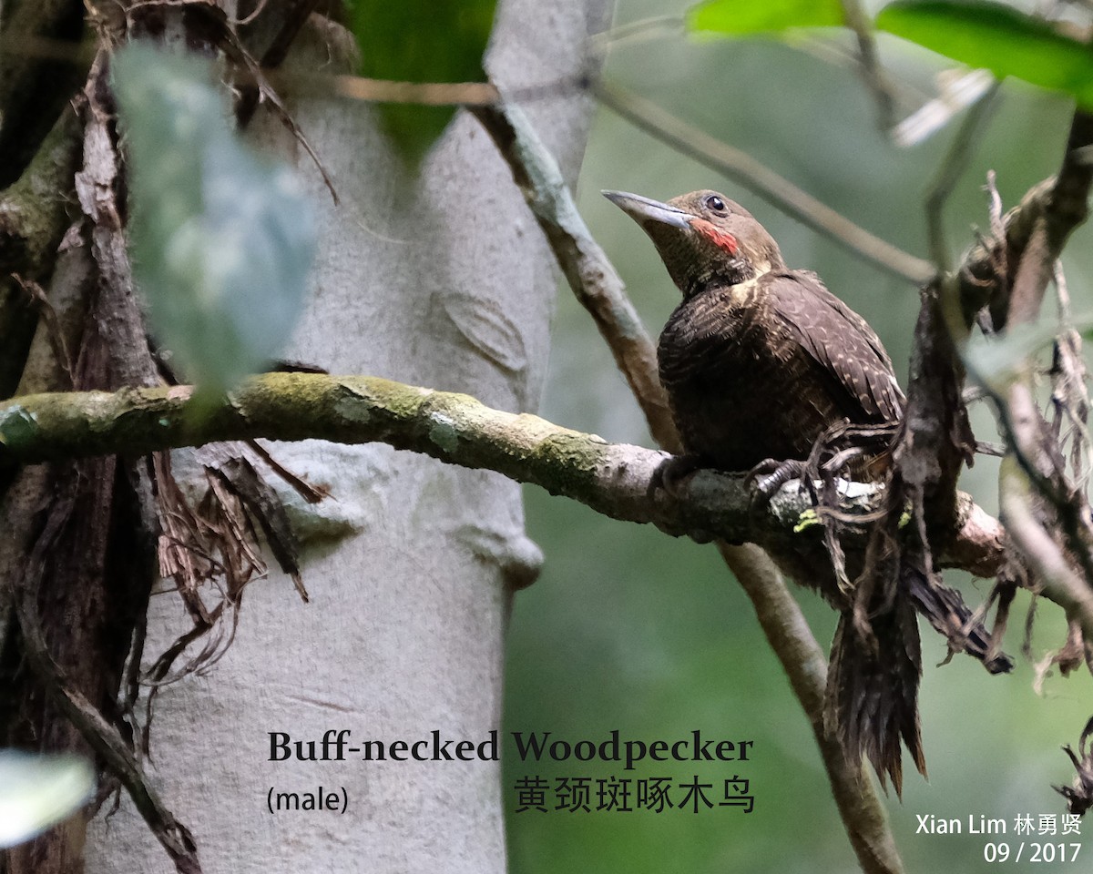 Buff-necked Woodpecker - Lim Ying Hien