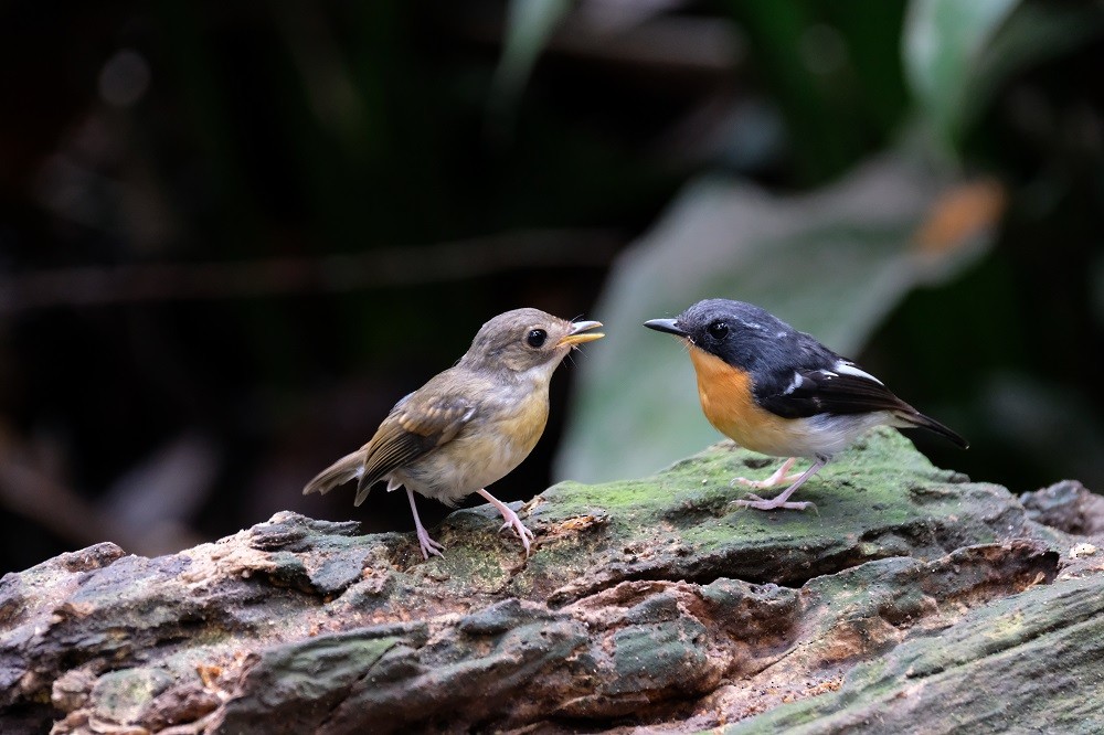 Rufous-chested Flycatcher - Lim Ying Hien