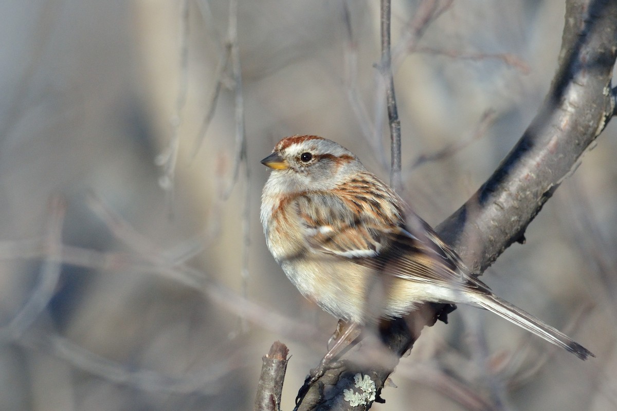 American Tree Sparrow - ML217419851