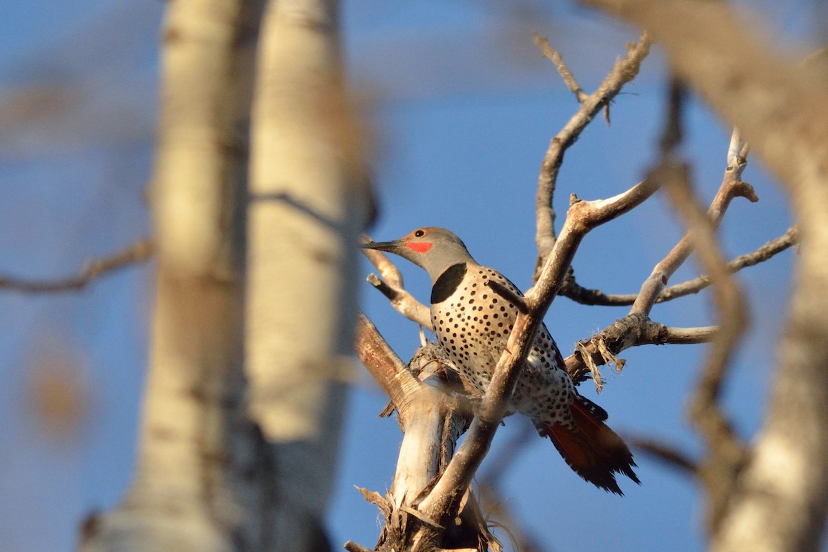 Northern Flicker (Red-shafted) - ML217419961