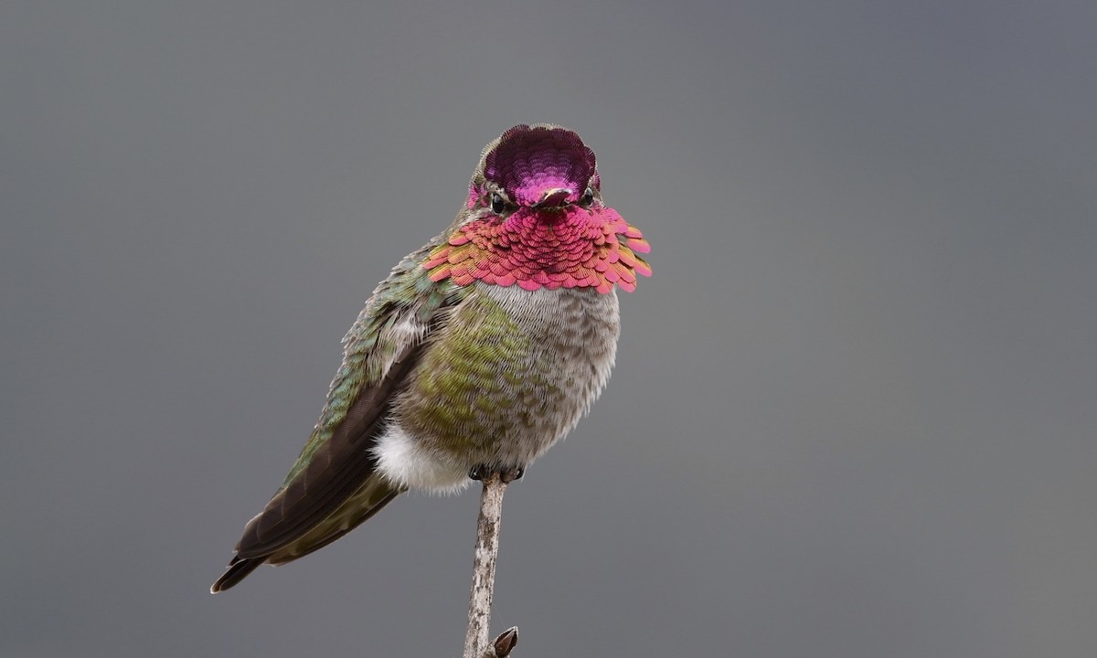 Anna's Hummingbird - ML217420431