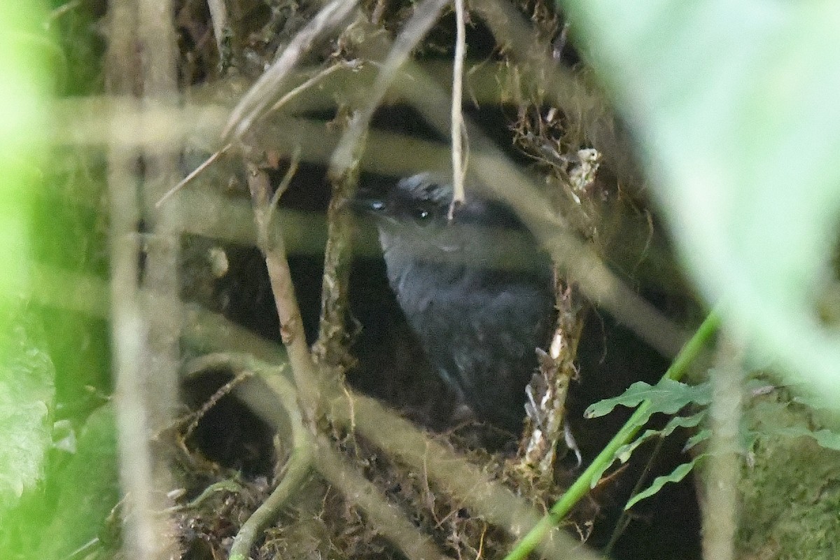 Silvery-fronted Tapaculo - Ting-Wei (廷維) HUNG (洪)