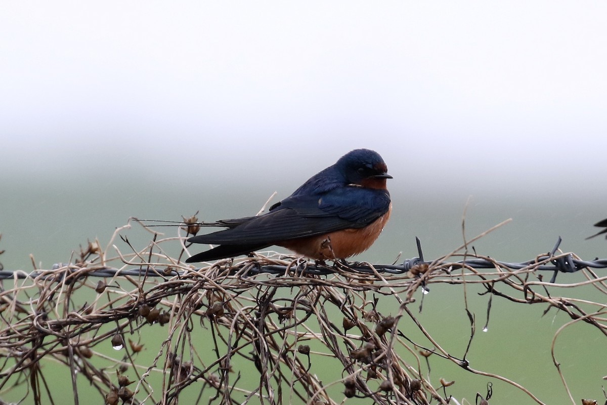Barn Swallow - Victor Stoll