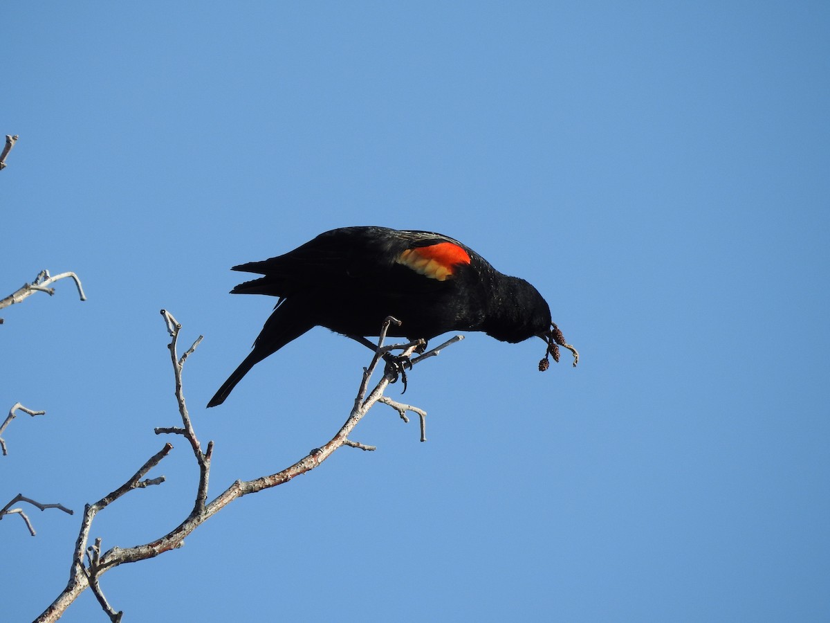 Red-winged Blackbird - ML217424791
