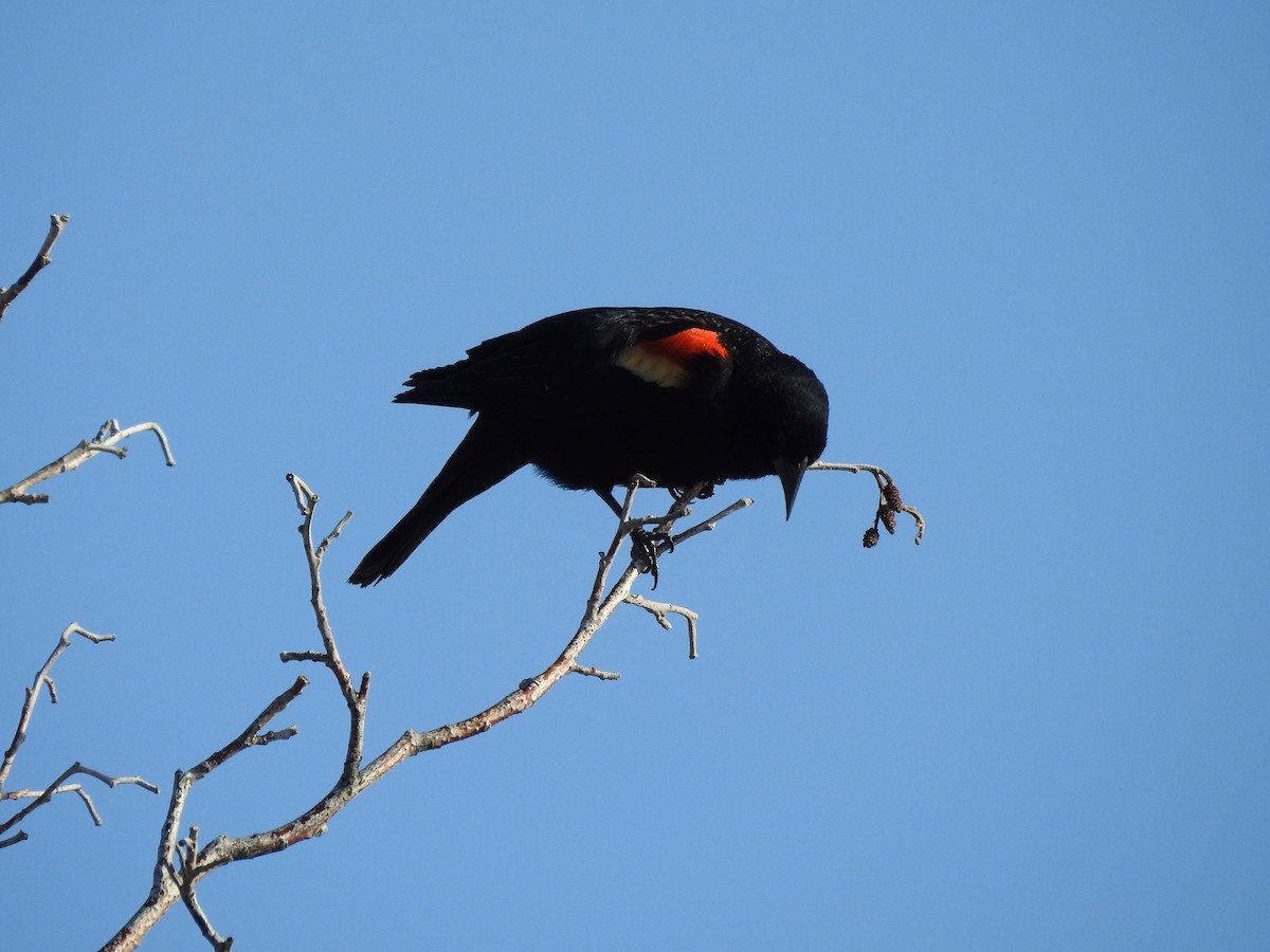 Red-winged Blackbird - ML217424841