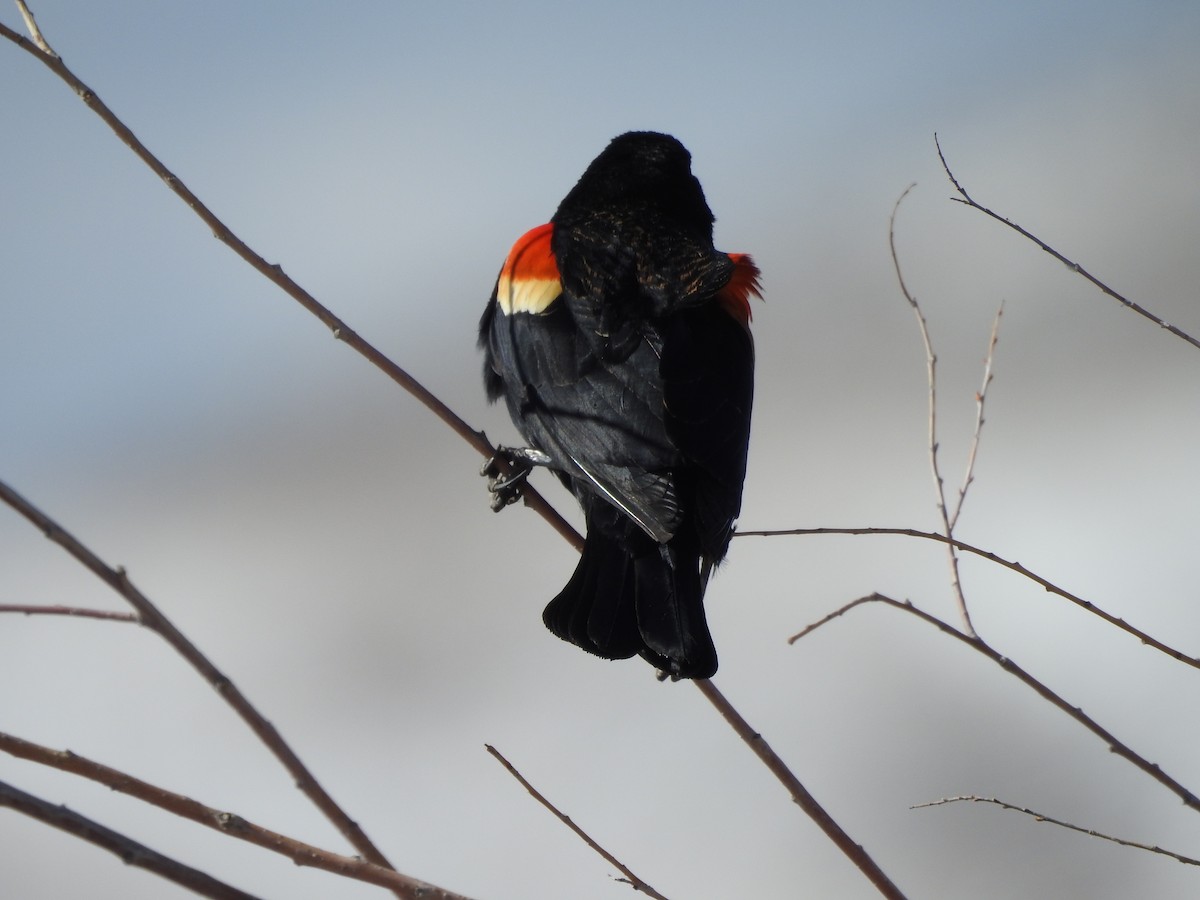Red-winged Blackbird - Shane Sater