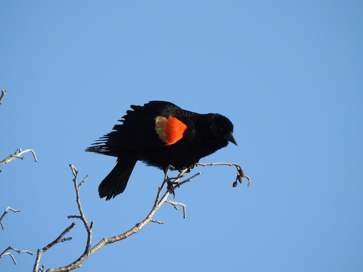 Red-winged Blackbird - ML217424911