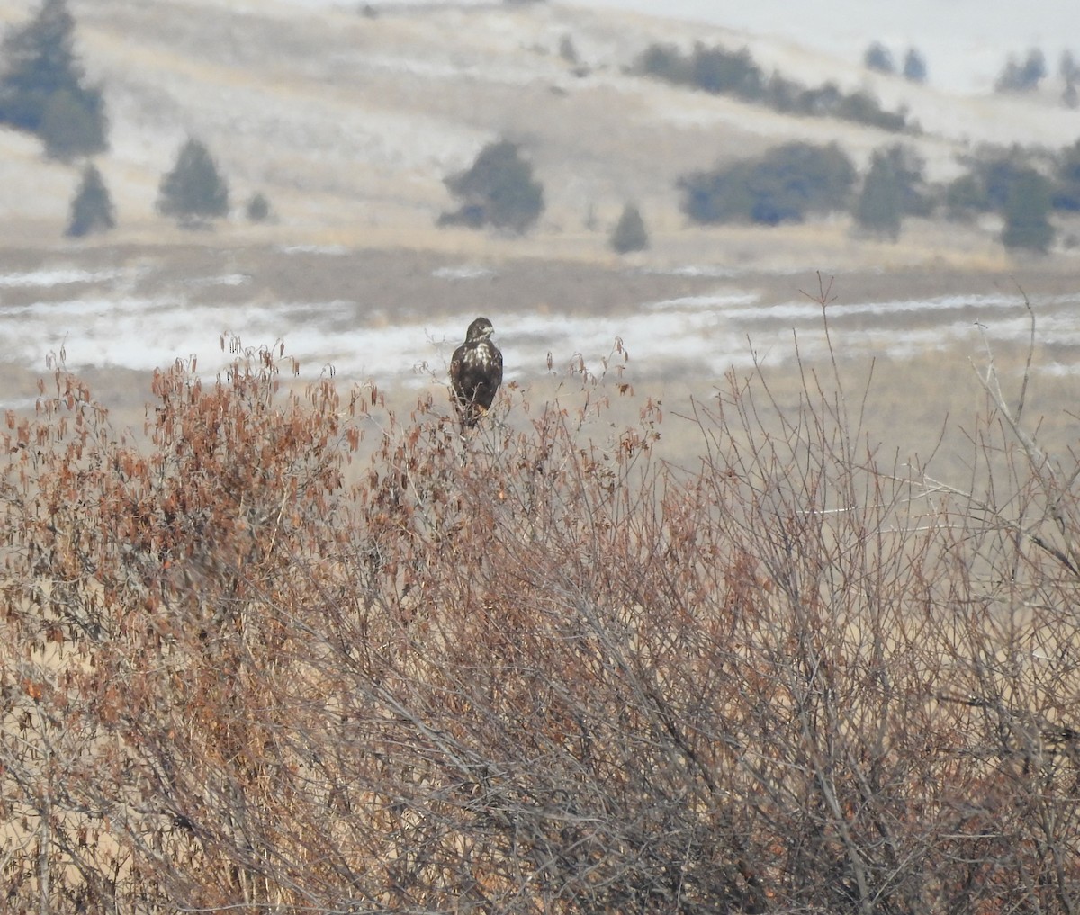 Red-tailed Hawk - ML217424931