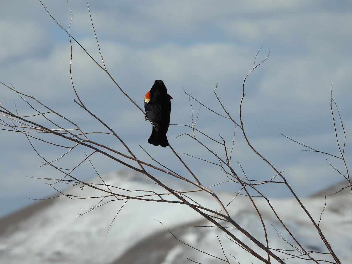 Red-winged Blackbird - ML217425001