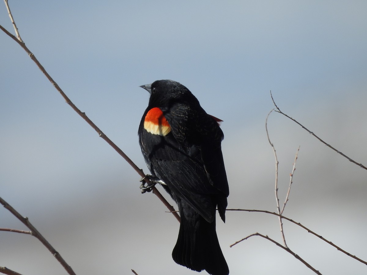Red-winged Blackbird - ML217425021