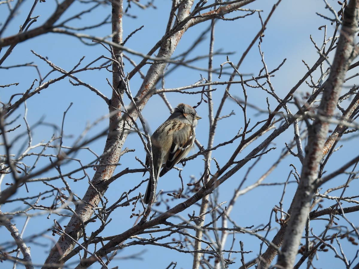 American Tree Sparrow - ML217425281