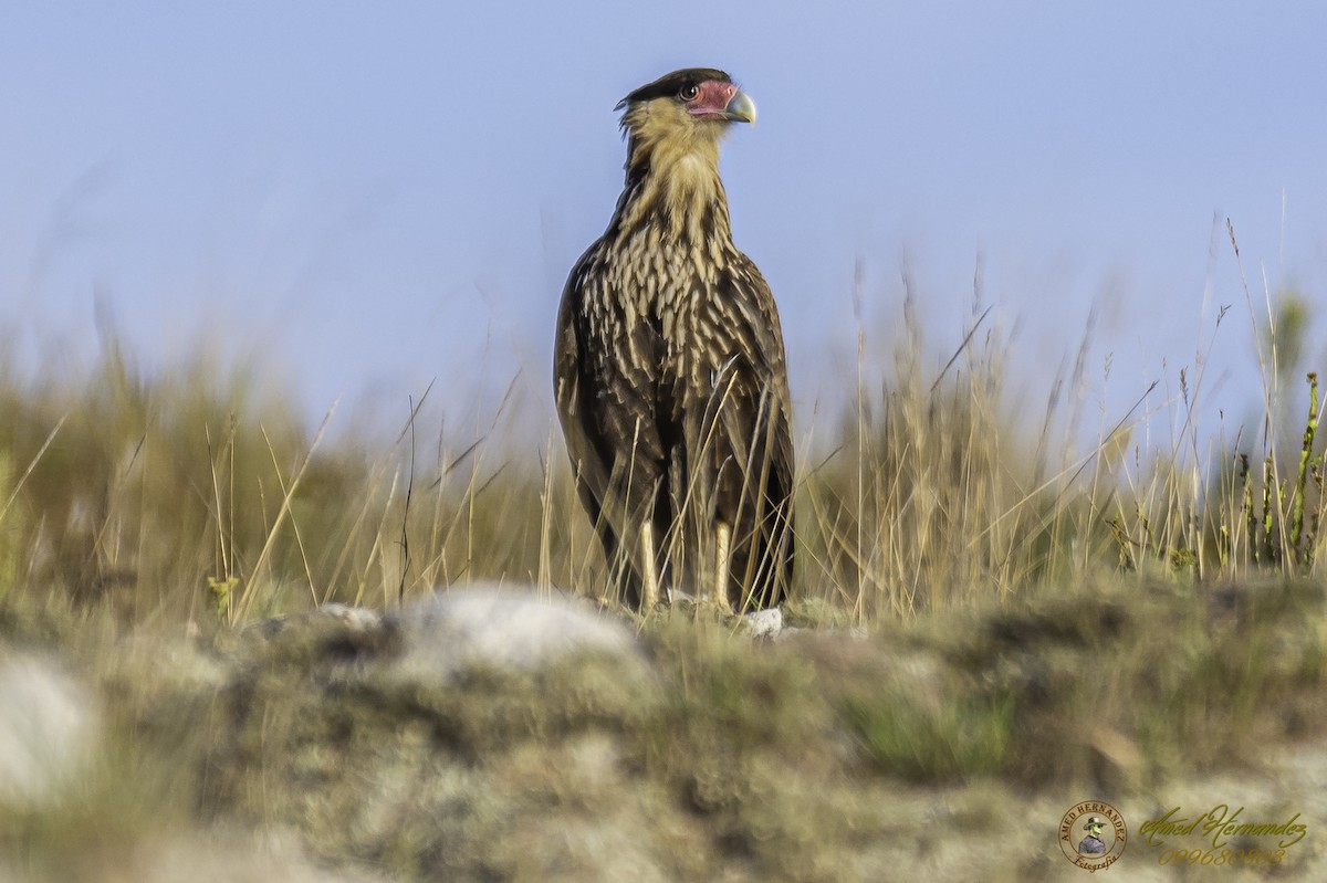 Crested Caracara (Southern) - ML217426161