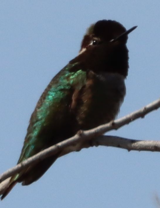 Costa's Hummingbird - ML217427391