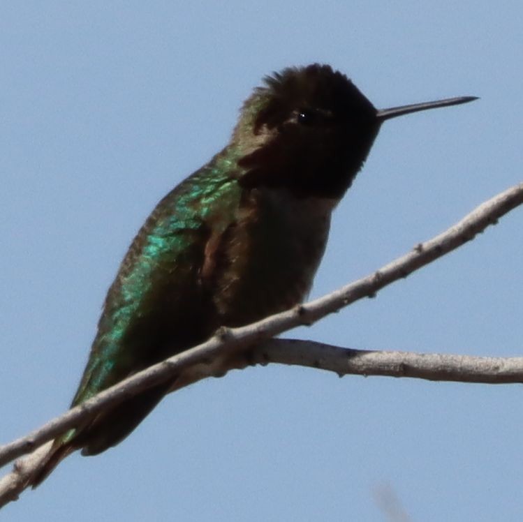 Costa's Hummingbird - ML217427401