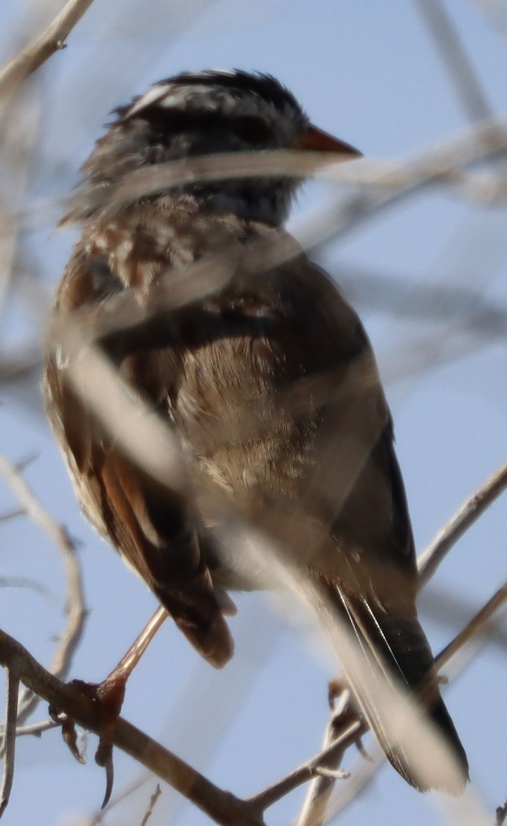 White-crowned Sparrow - ML217427471