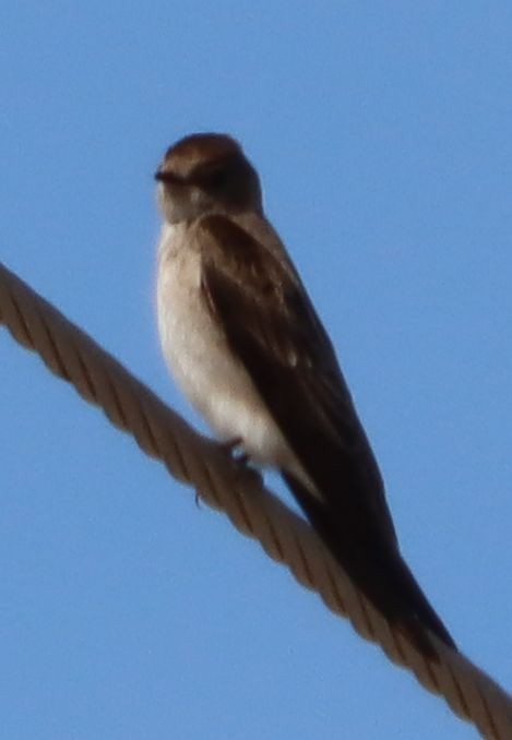 Northern Rough-winged Swallow - ML217427661