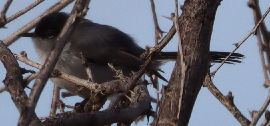 Black-tailed Gnatcatcher - David Kettering