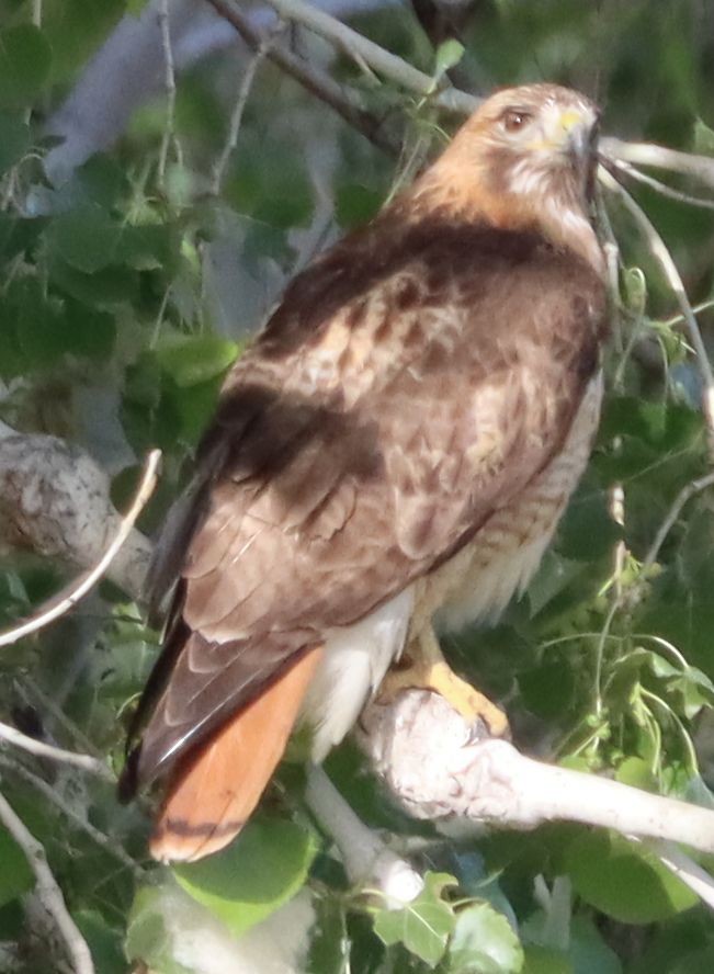 Red-tailed Hawk - ML217428311