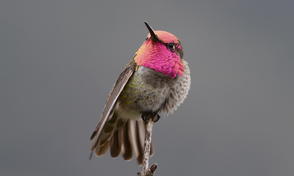 Anna's Hummingbird - ML217428491