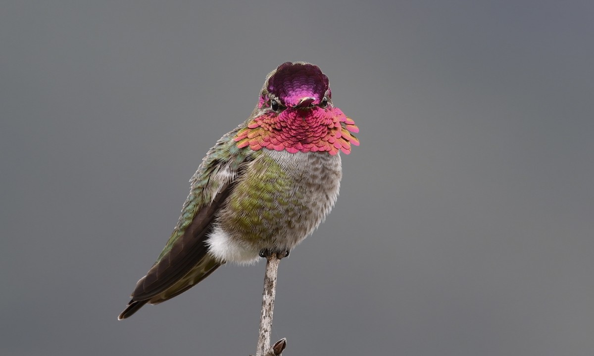 Anna's Hummingbird - ML217428501