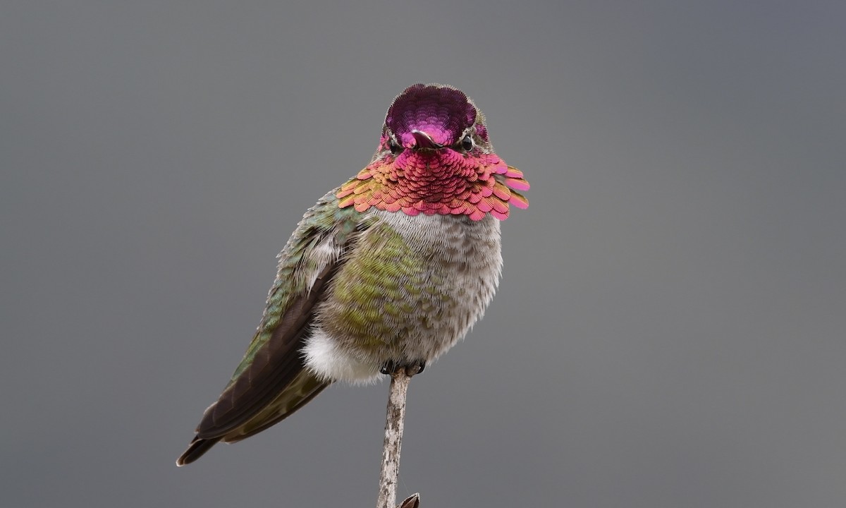 Anna's Hummingbird - ML217428511
