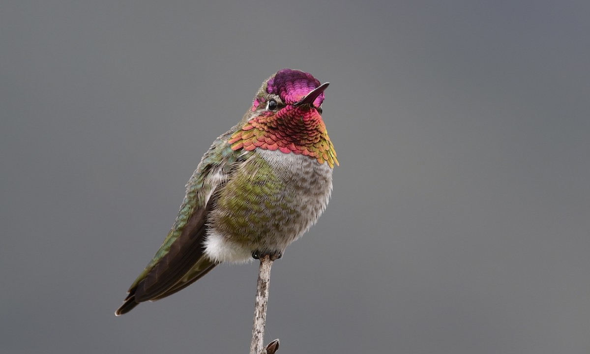 Anna's Hummingbird - ML217428531