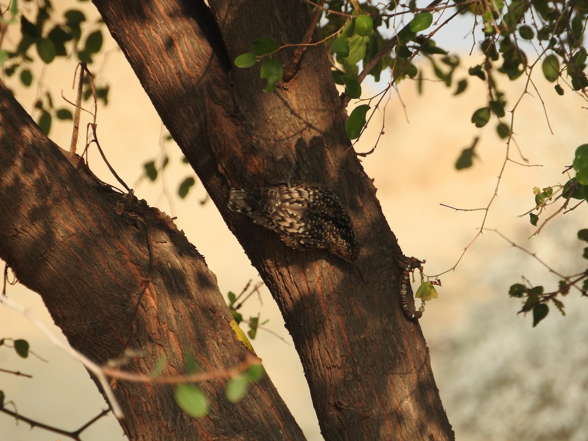 Indian Spotted Creeper - ML21742891