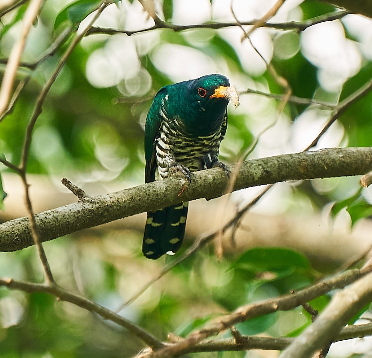 Asian Emerald Cuckoo - ML217429141