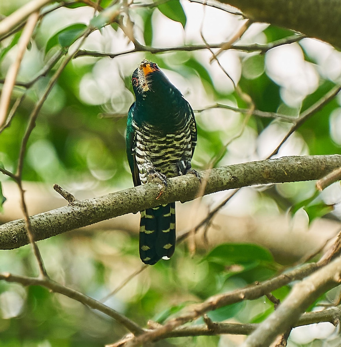 Asian Emerald Cuckoo - ML217429151