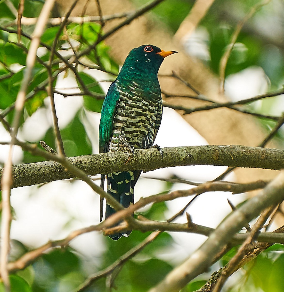 Asian Emerald Cuckoo - ML217429191