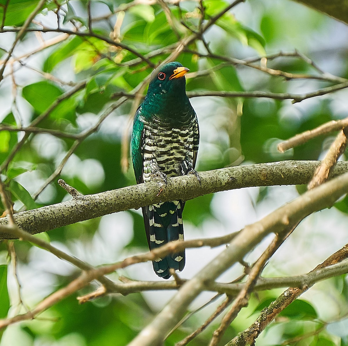 Asian Emerald Cuckoo - ML217429201