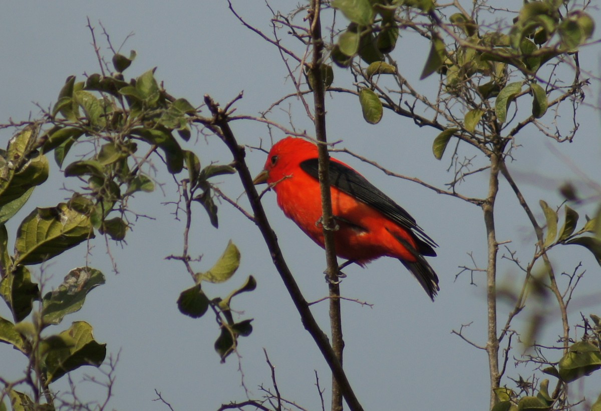 Scarlet Tanager - ML21742961