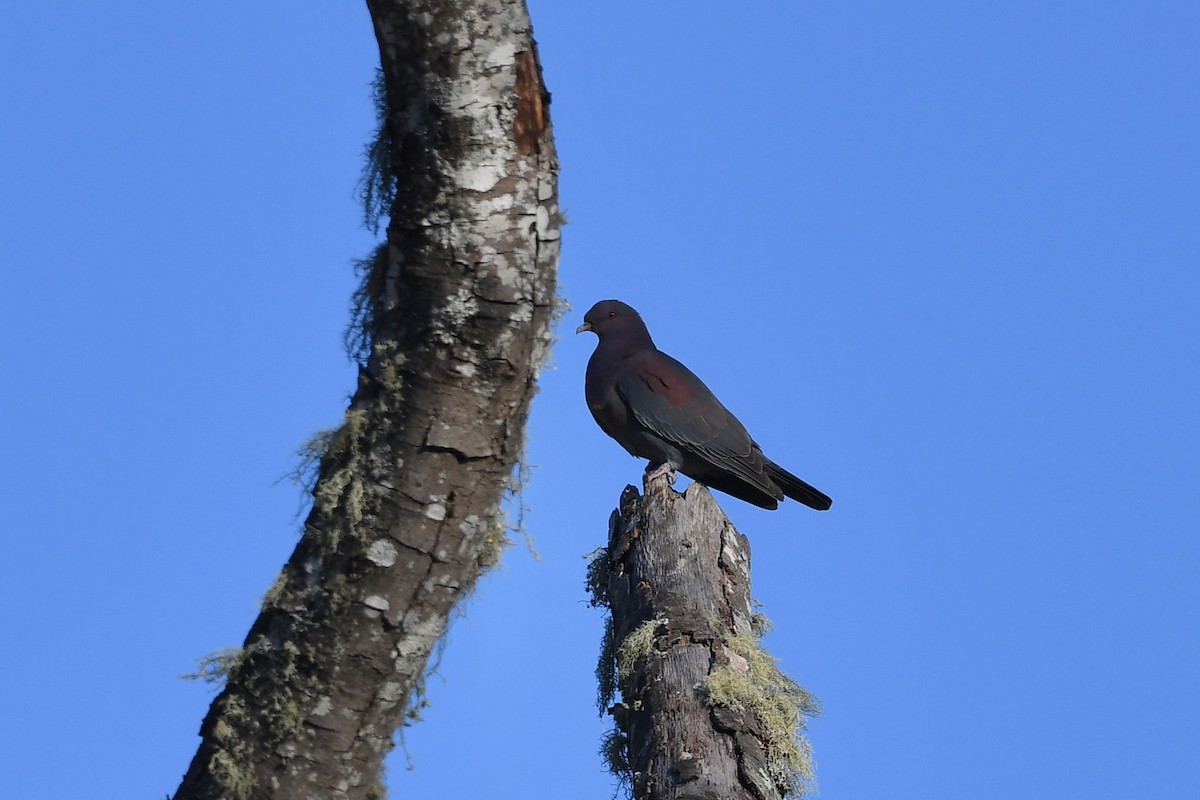 Red-billed Pigeon - Ting-Wei (廷維) HUNG (洪)