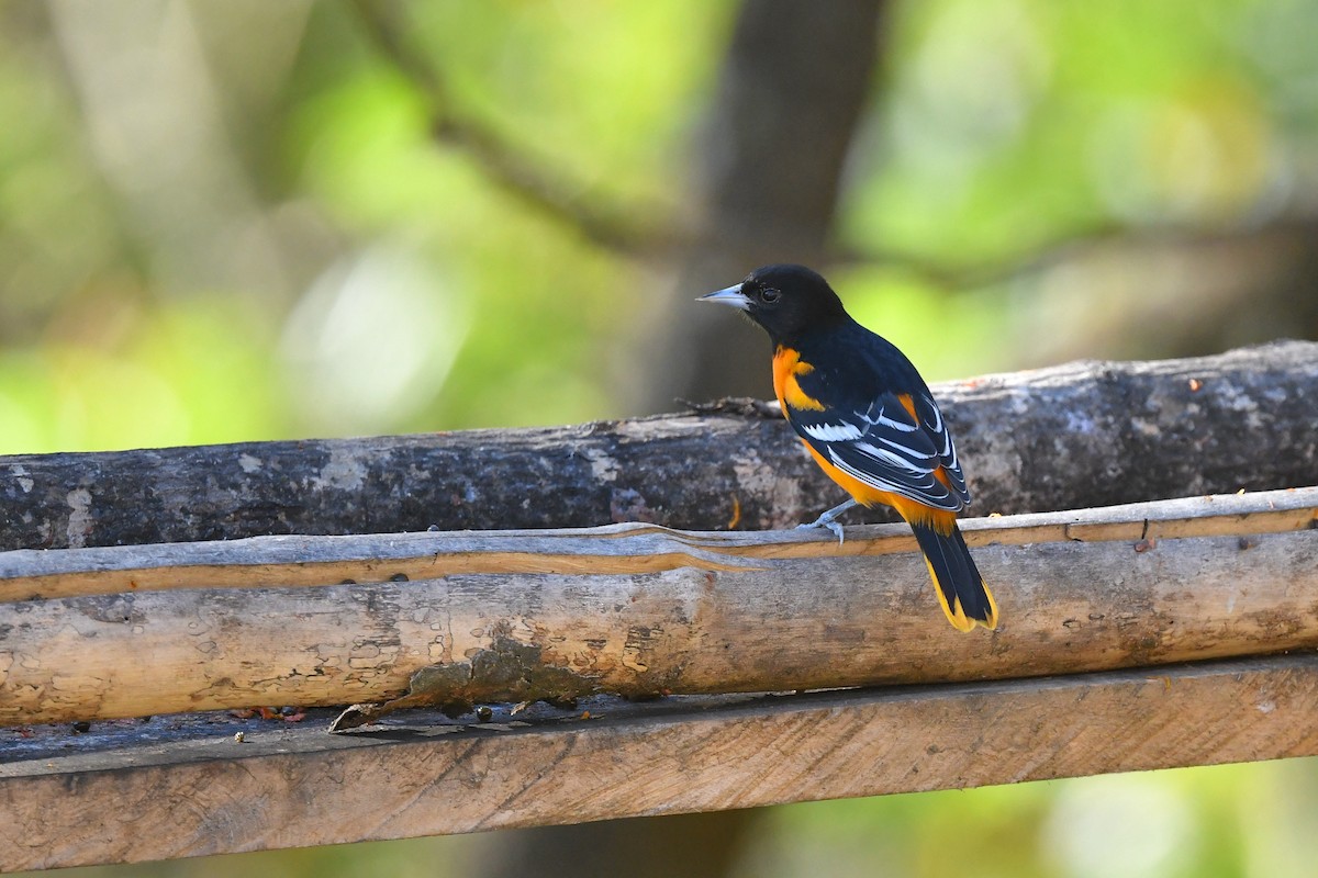 Baltimore Oriole - Ting-Wei (廷維) HUNG (洪)