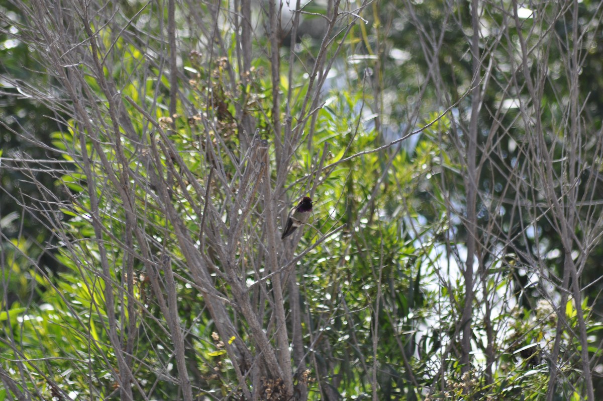 Costa's Hummingbird - ML217438461