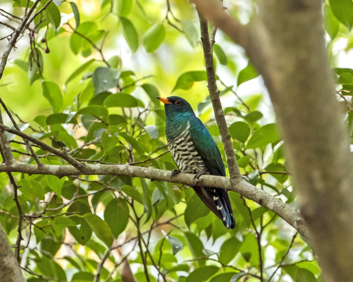 Asian Emerald Cuckoo - ML217440431