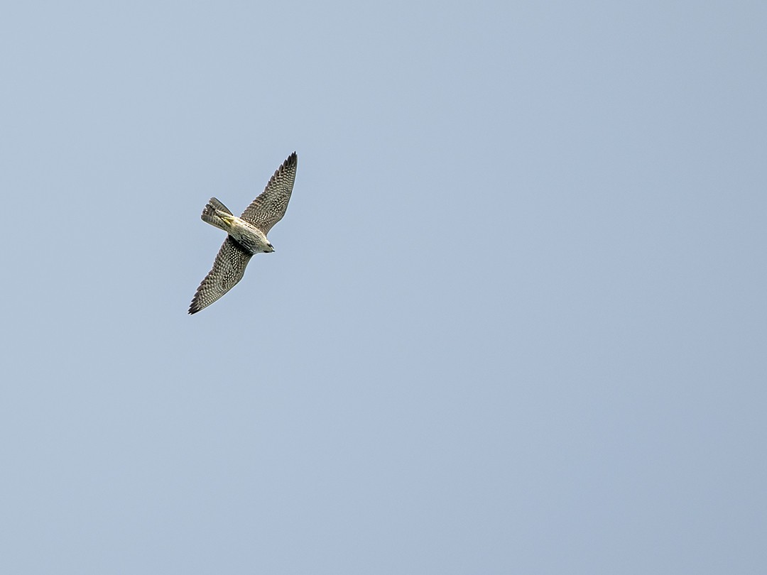 Peregrine Falcon - RNVK Deepak