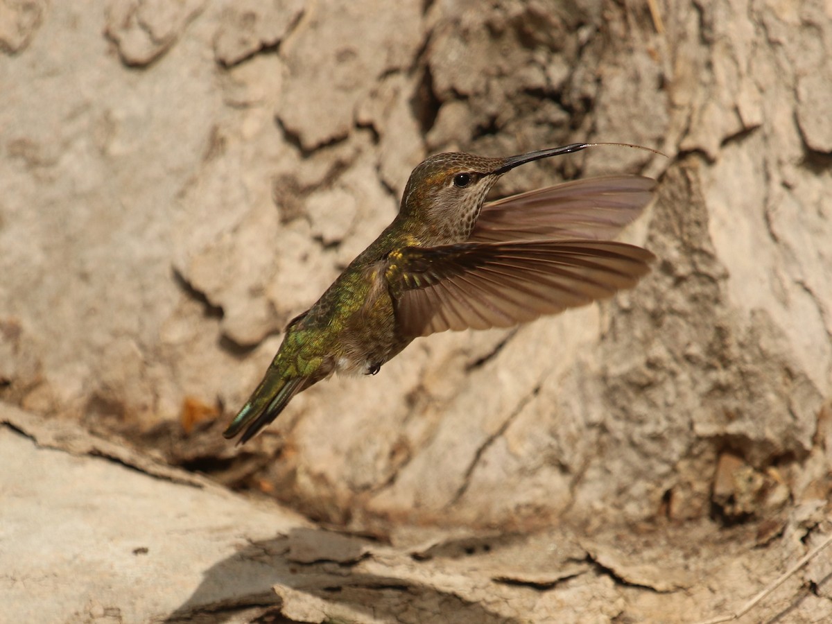 Anna's Hummingbird - ML217442051