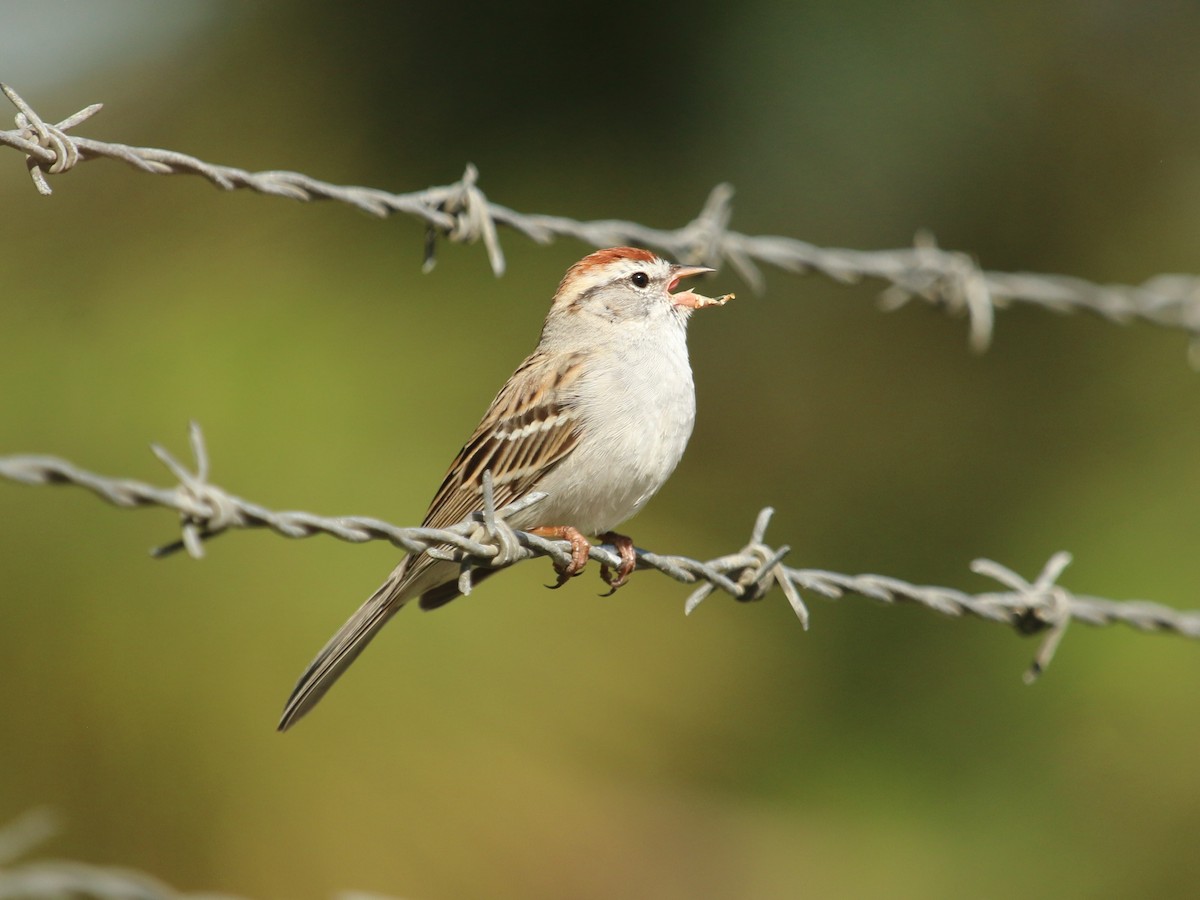 Chipping Sparrow - ML217442211