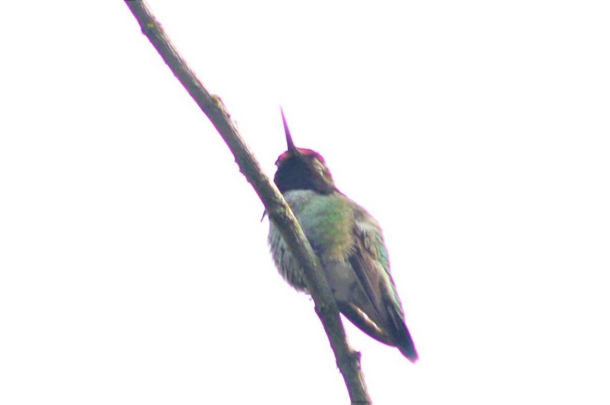 Anna's Hummingbird - ML217443431