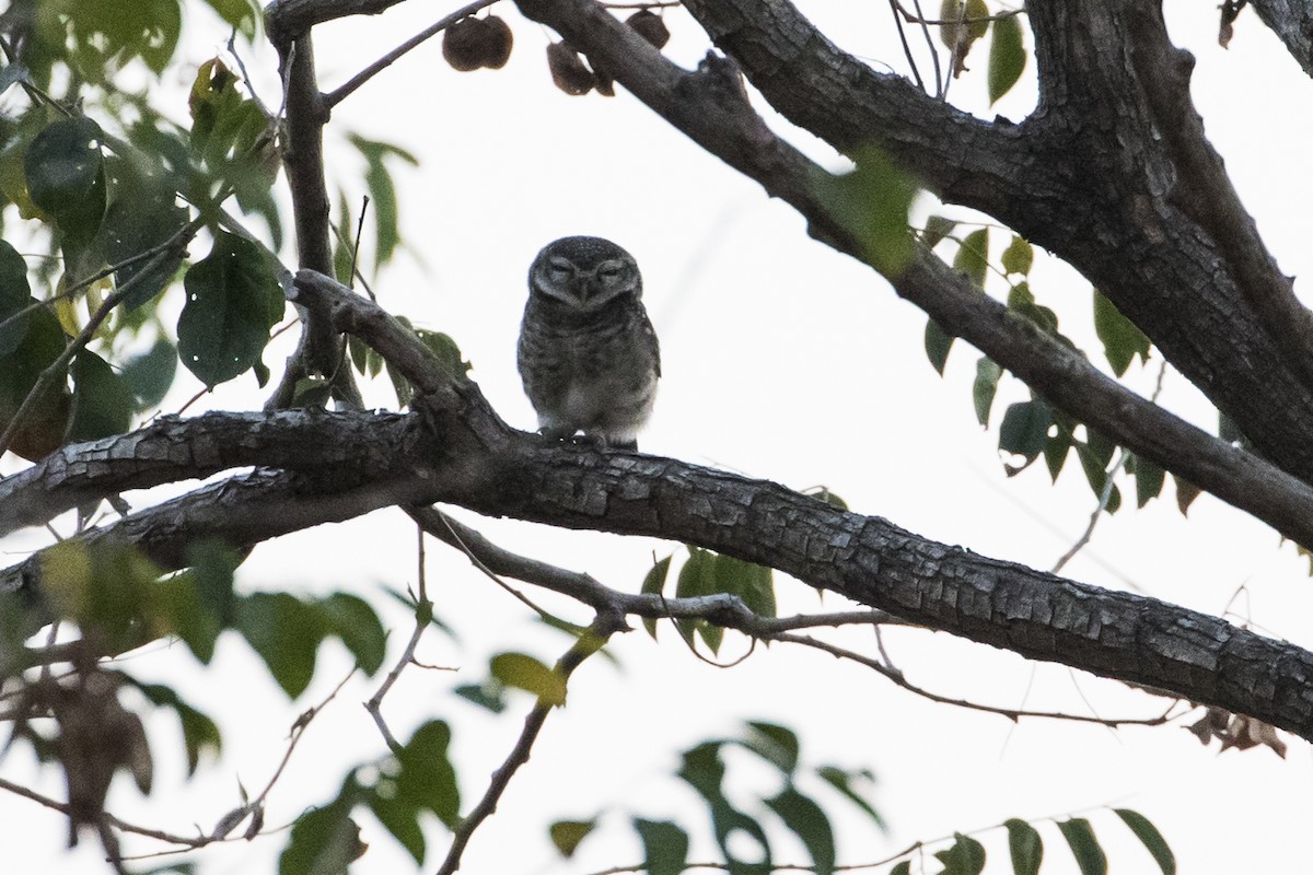 Spotted Owlet - ML217443611