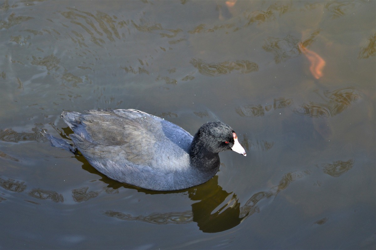 American Coot (Red-shielded) - ML217443941