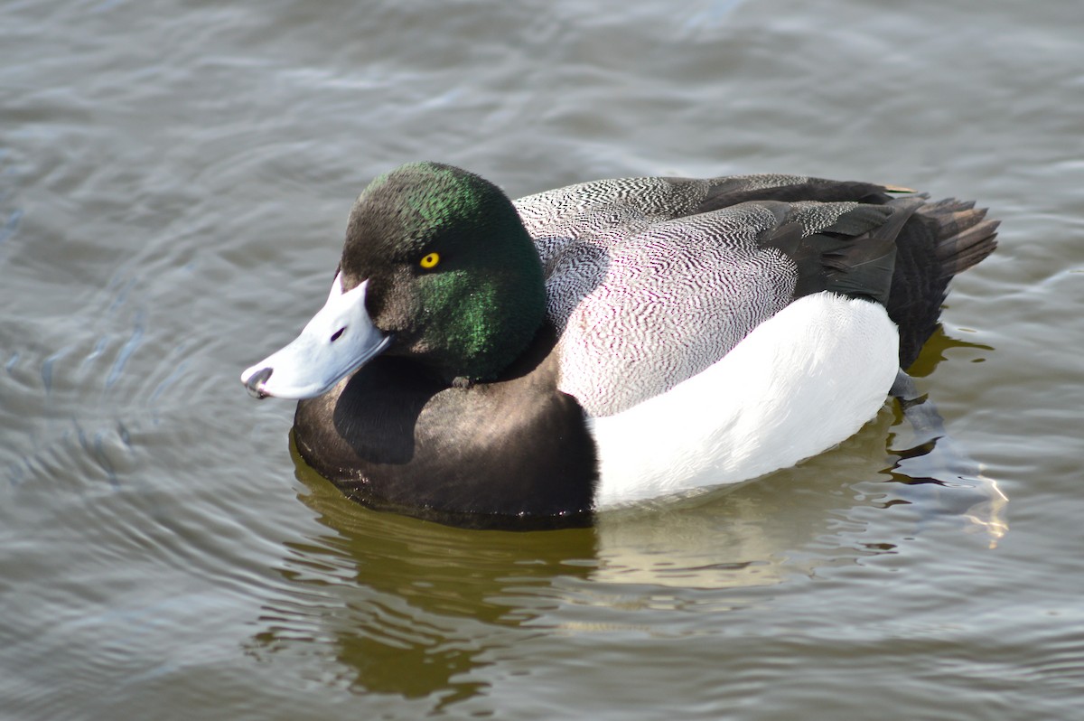 Greater Scaup - ML217444001