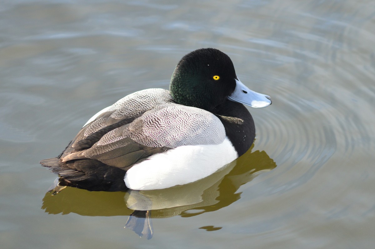 Greater Scaup - ML217444121