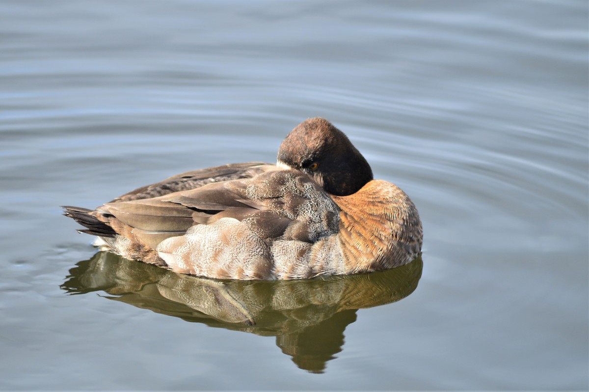 Lesser Scaup - Kevin Cherry