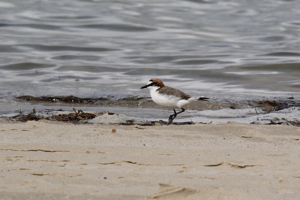Red-capped Plover - Andrew Naumann