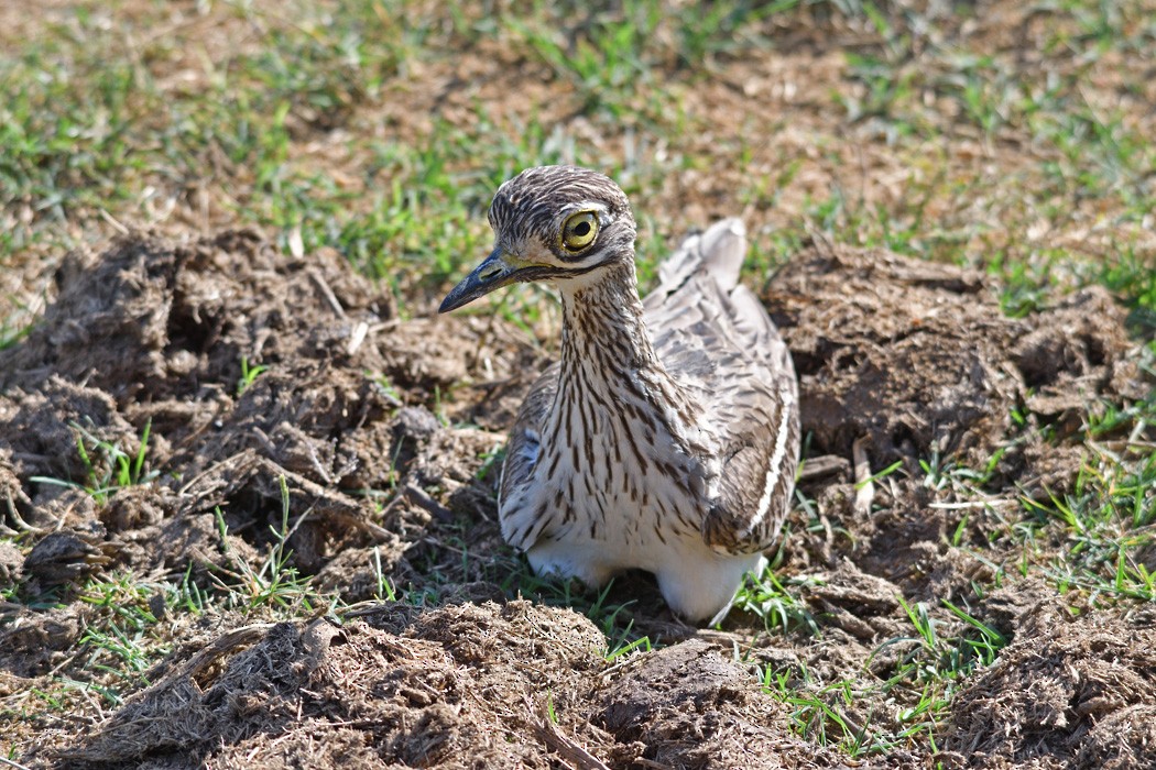 Indian Thick-knee - ML217447241